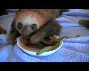 204-paresseux-costa-rica