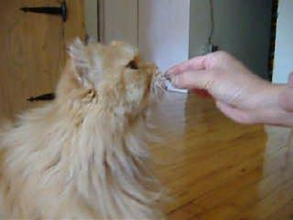 Simba lèche un noyau d'olive noire