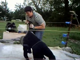 Normal Match entre Dark Blade VS Teddy X