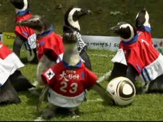 South Korea penguins play football match