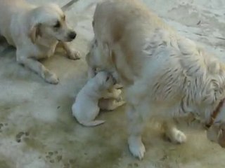 Chiots 2-6-10 avec leur mère et leur grande soeur