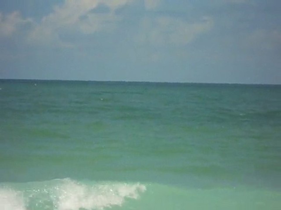 Dolphins