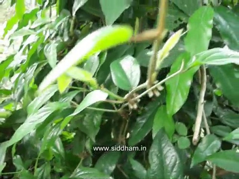 Medicinal Plants - Piper longum (Siddha Medicine)
