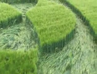 Crop circle vu du sol. Perfection du détail !