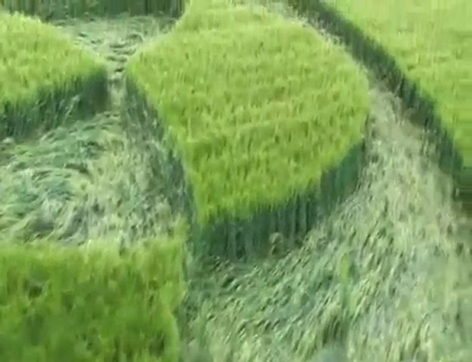 Crop circle vu du sol. Perfection du détail !