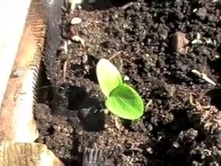 hoe groot wordt de pompoen?