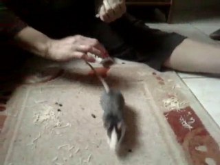 pouic pas du tout ....sauvage