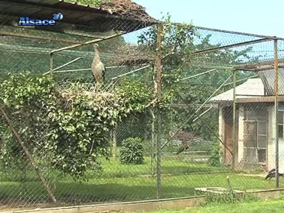 Sauvons les Cigognes d'Alsace