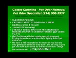 Plano tx carpet cleaning pet odor removal water extraction C