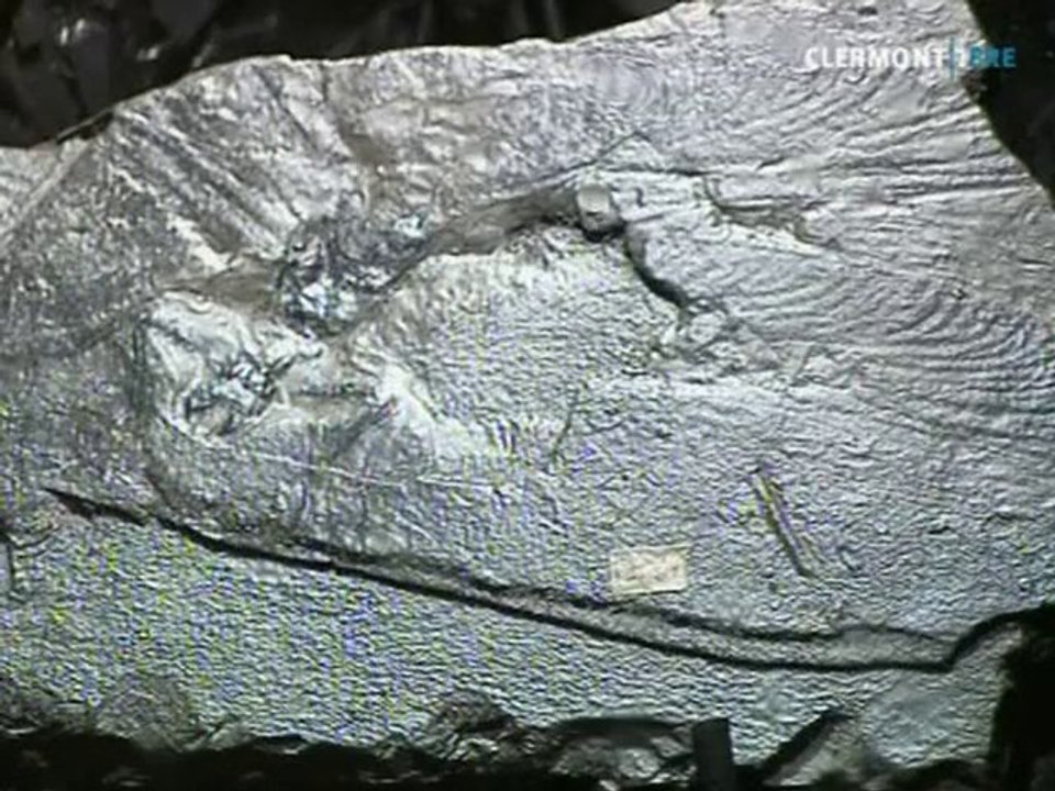 Commentry retrouve ses trésors fossiles