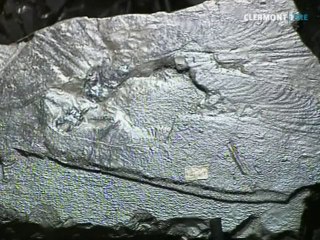 Commentry retrouve ses trésors fossiles