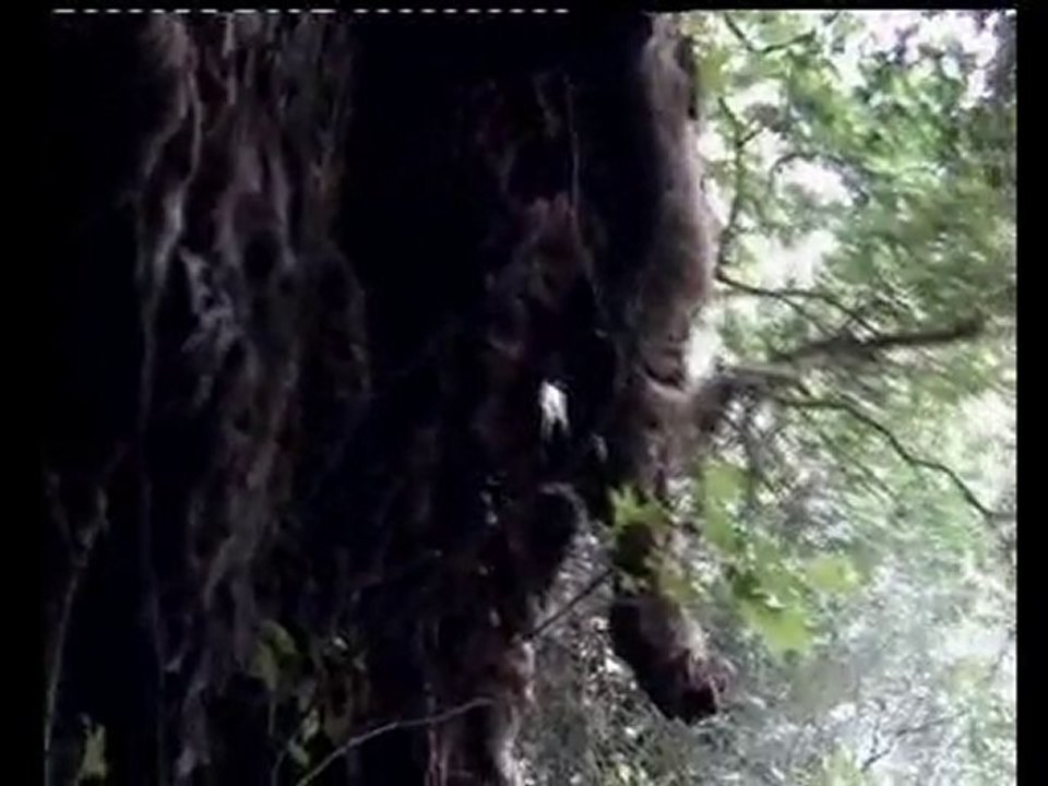 L'Albero di Canto