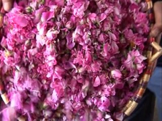 Cueillette de la "rose de Damas", une des plus anciennes au monde