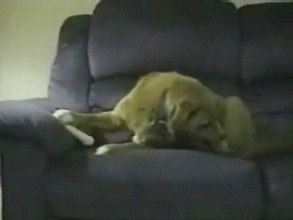 Perrito molesto