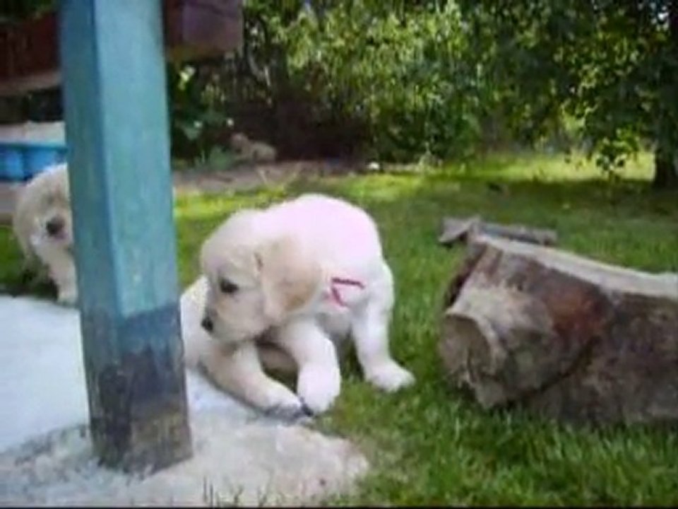 Les chiots golden retriever à 5 semaines et demi.