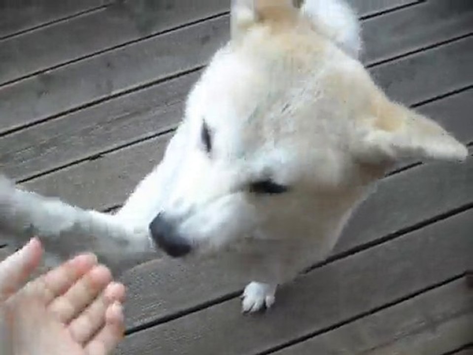 Bunsai (akita-inu) qui aime faire whouhou