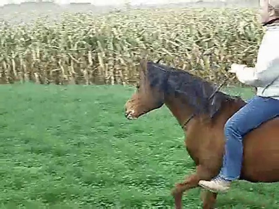 El kalife