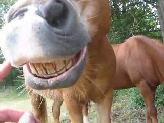 Poney qui tire la langue & qui baille =P