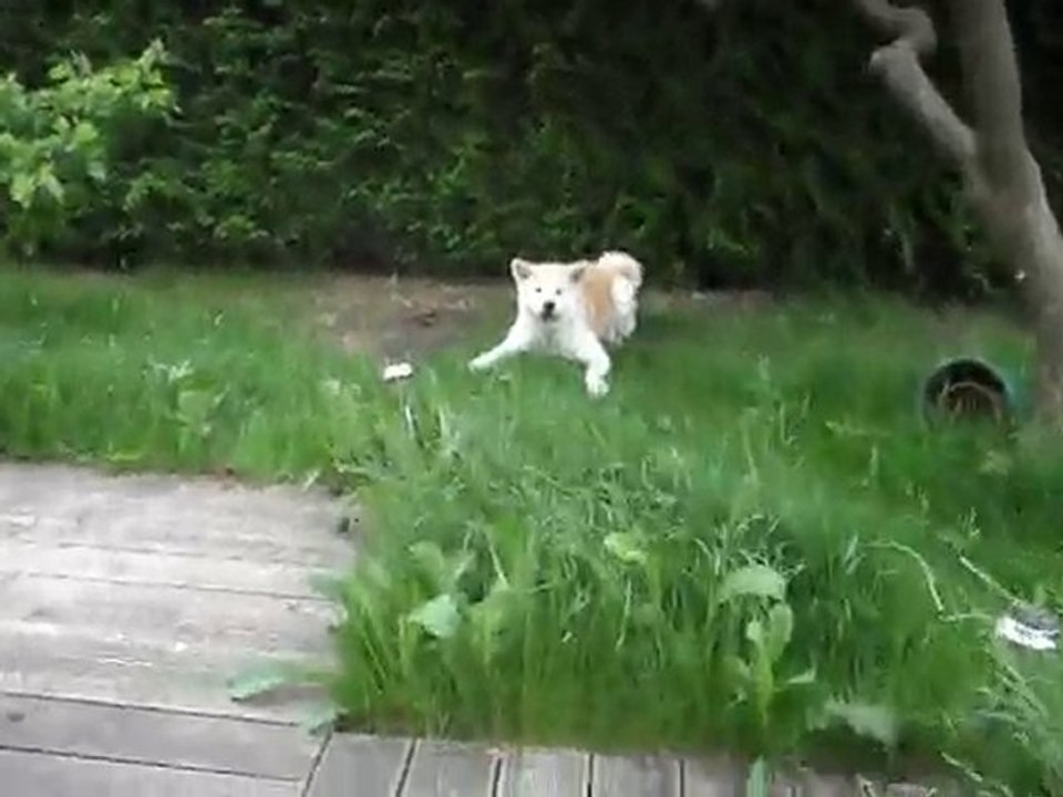 Bunsai (akita-inu) mode lièvre/crapeau (partie 2)