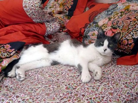 Nouvelles des chats adoptés au refuge des Amis des Bêtes