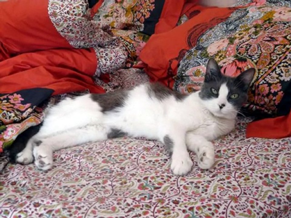 Nouvelles des chats adoptés au refuge des Amis des Bêtes