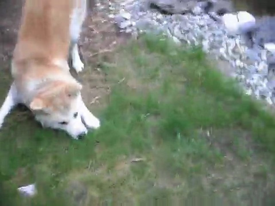 Bunsai (akita-inu) touché, c'est toi le "chat" lol