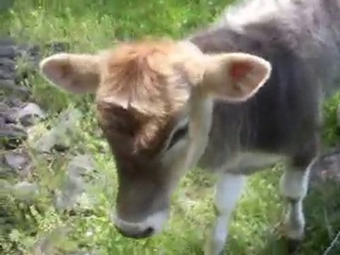 ankara kızılcahamam pazar köyü sığırı