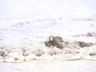 Marée noire: l'aide pour les oiseaux devient urgente