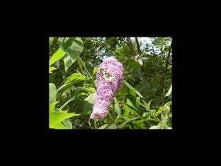 LUMINITA SOARE-La Chanson de Prévert -FRENCH/ GERMAN/ ROMAN