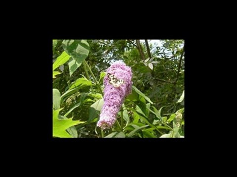 LUMINITA SOARE-La Chanson de Prévert -FRENCH/ GERMAN/ ROMAN