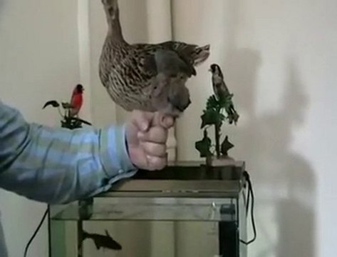 KaradenizLi Kuşu Nasıl Eğitir.. :)