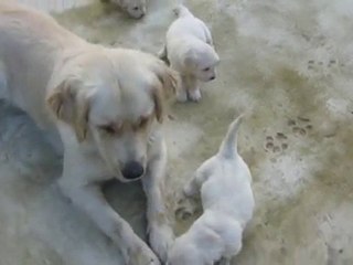 Chiots   Golden 2-6-10 suite