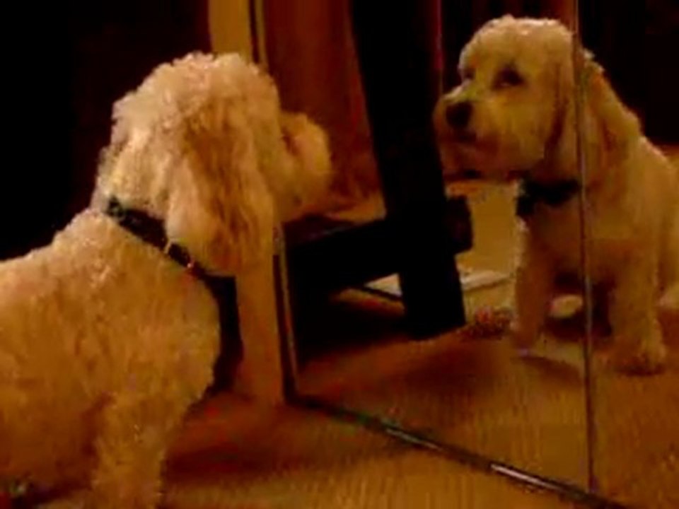 BarkOff:  Dog Barking At Himself