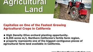 Olive Orchard for sale - Olive land for sale - Land Norther