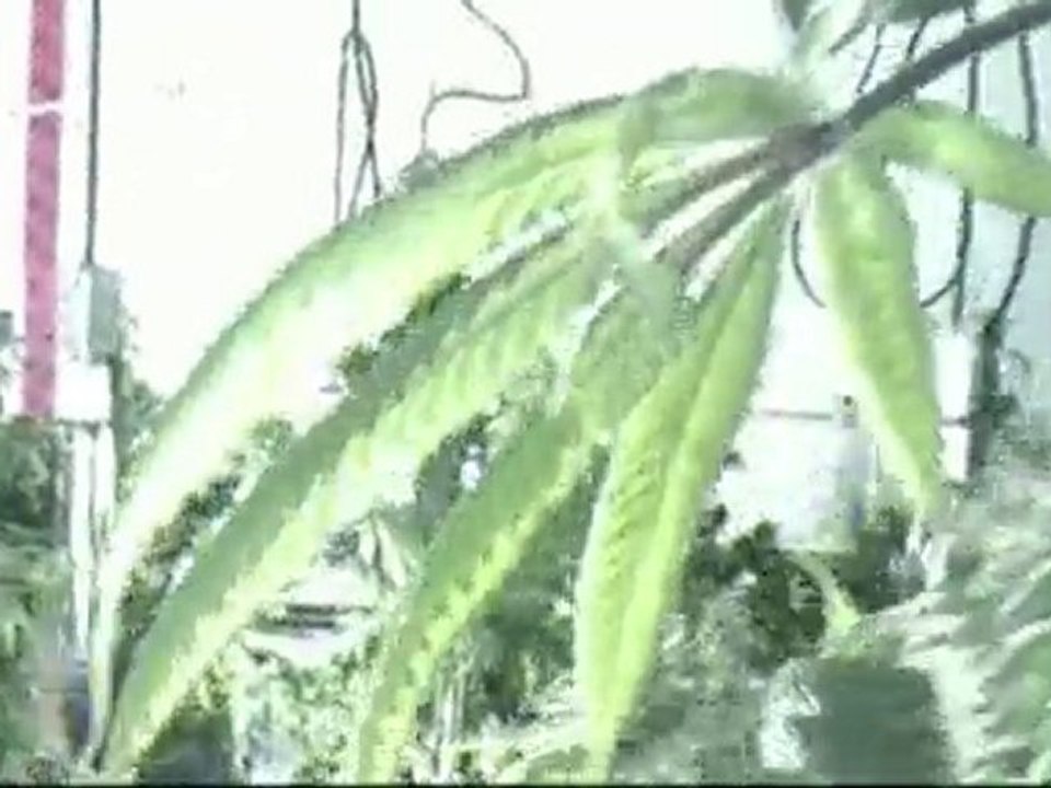 UG 49 The tale of 2 Kush