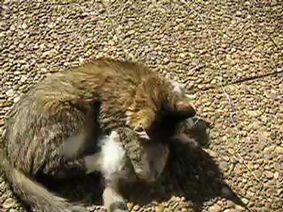 Maline et son chaton Lilou