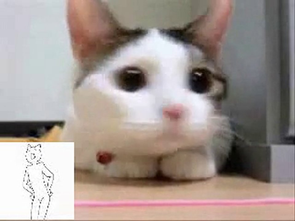 The cat was settled.　猫が吹っ切れた