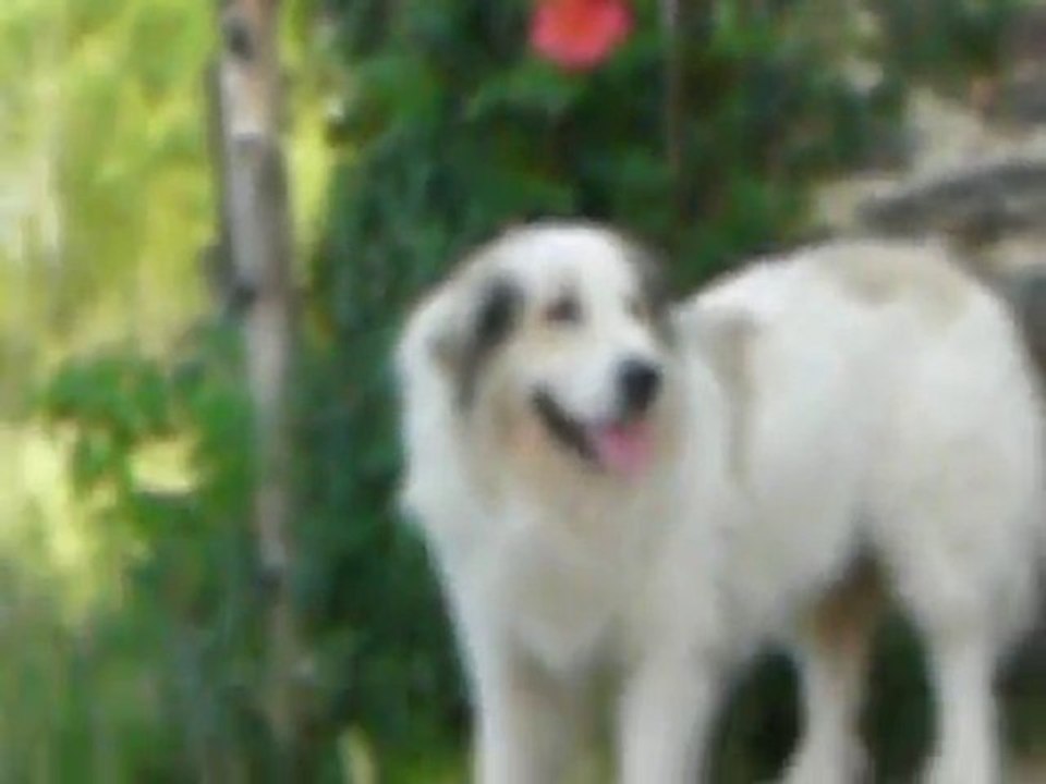 samir à adopter 05062010 012