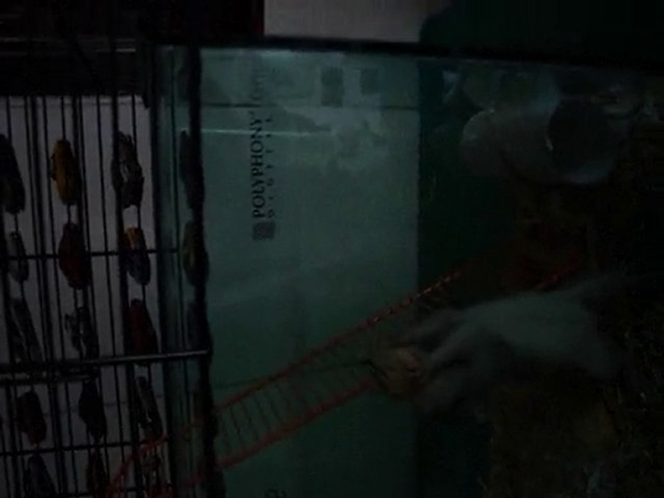 Celes, rate stupide 8D