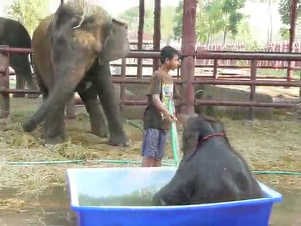 Le bain des elephans 1