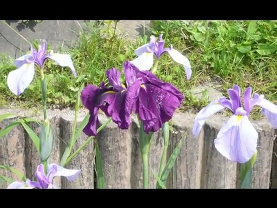 An iris