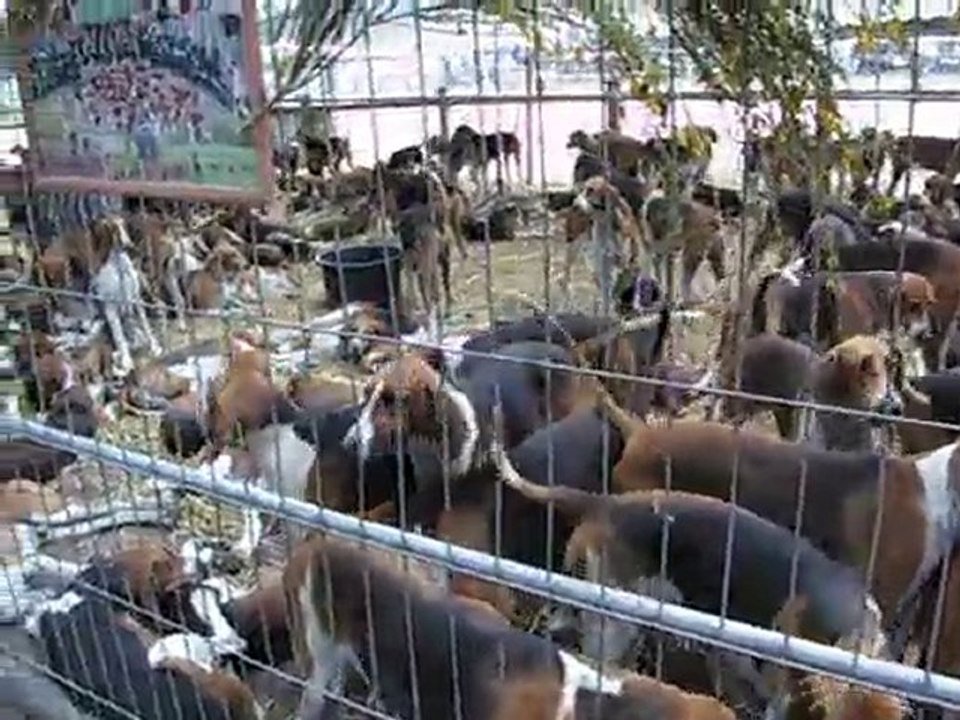CHIEN COURANT prenant un bain de pied FONTAINEBLEAU 2010