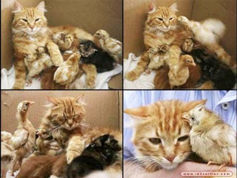 Pour toutes celles et tous ceux qui aiment les chats