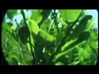 Ramon Zarate "Eight Ball"