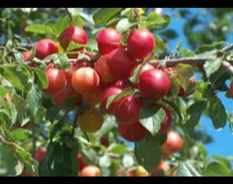 John Williamson - Home among the gum trees