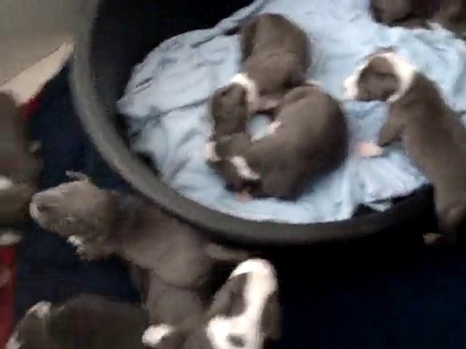 Les chiots de Diego et Cyara