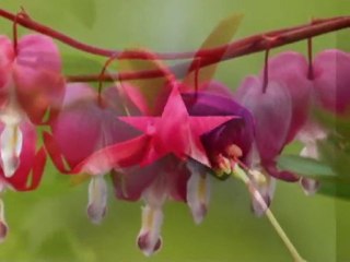 AHMET KAYTANCI--OLUR MU