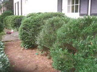 Video - Atlanta Boxwoods - 678-548-7463