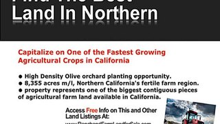 Olive Farm for sale - Olive farms for sale in California -