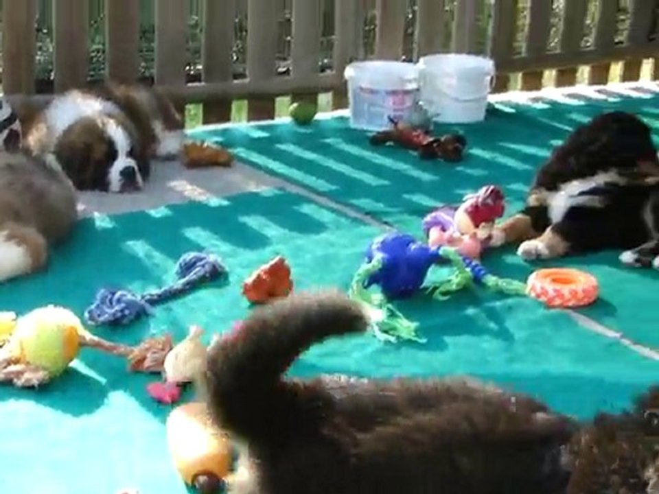les bébés Saint Bernard et Bouvier Bernois à 2 mois